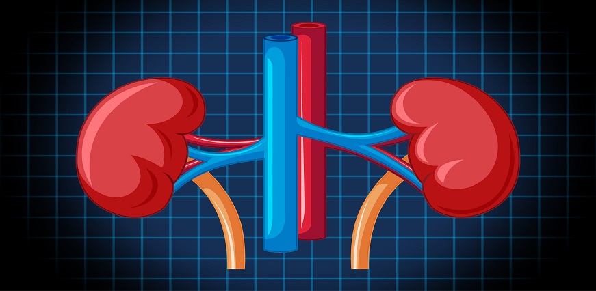 Could You Need a Kidney Function Test? Find Out Here
