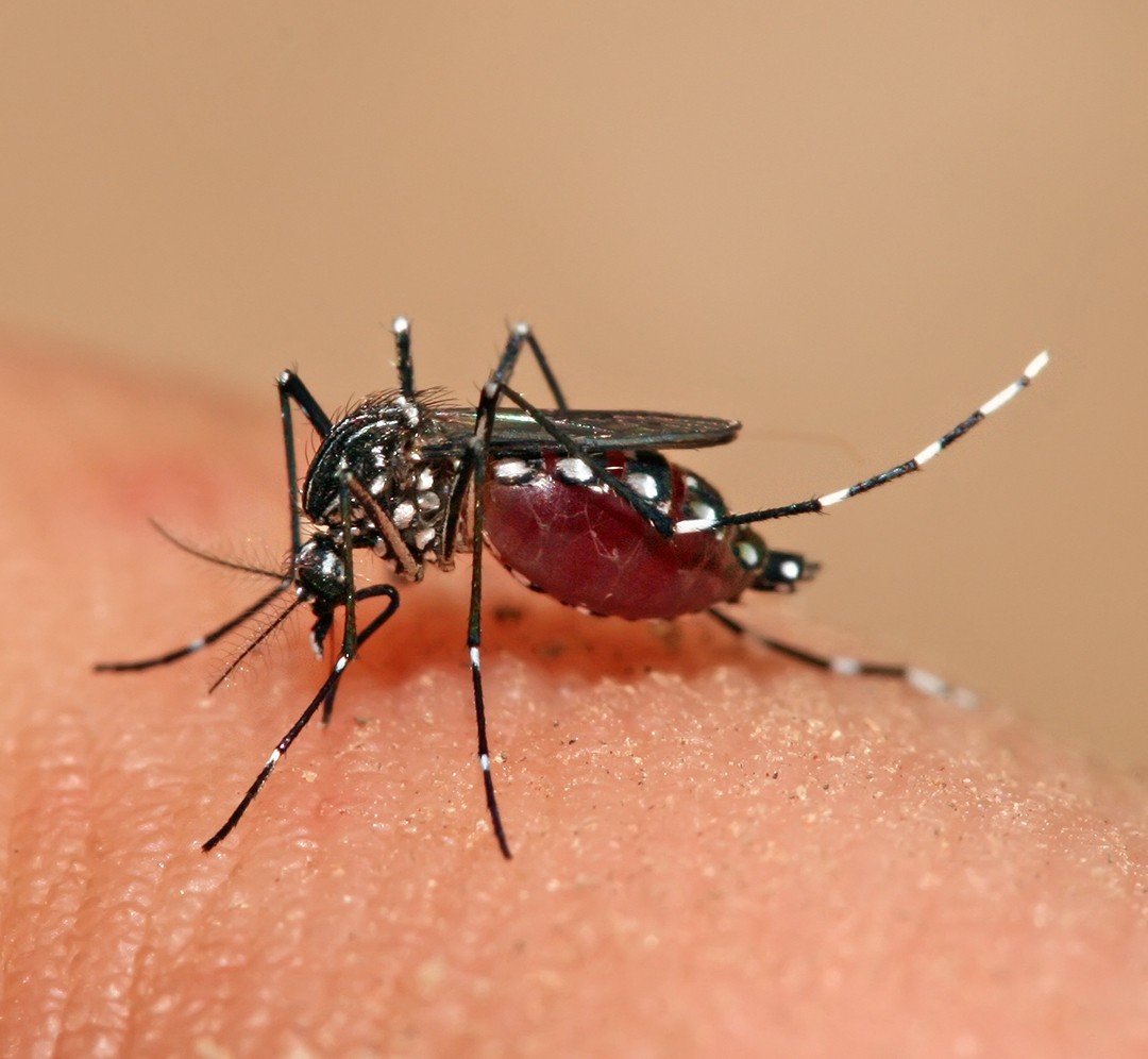 Chikungunya Fever During Pregnancy and in Children