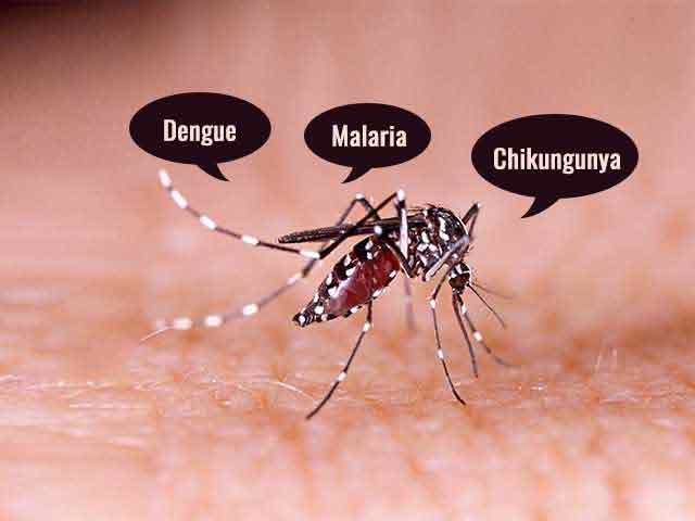 Dengue, Malaria, Chikungunya: Differences & Similarities
