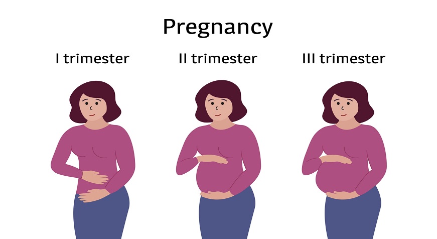 Stages of Pregnancy: First, Second and Third Trimester