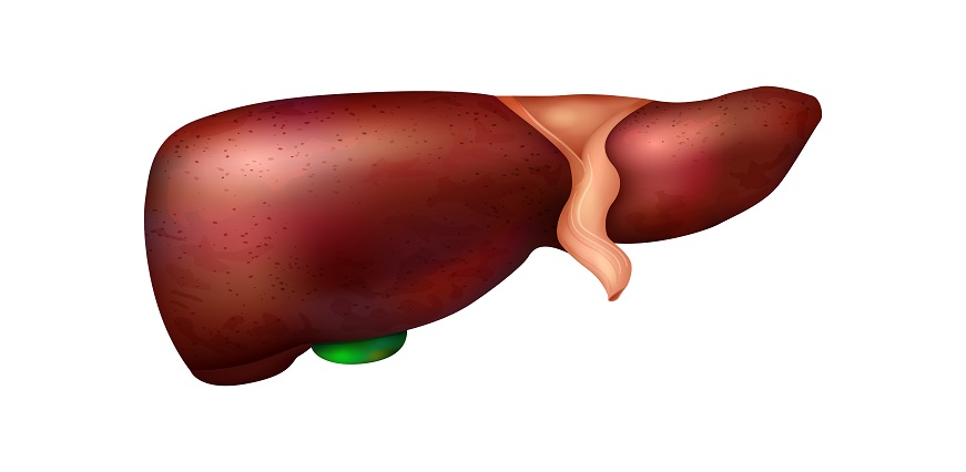 Liver Cancer Symptoms - Causes, Diagnosis & Treatment | Max Lab
