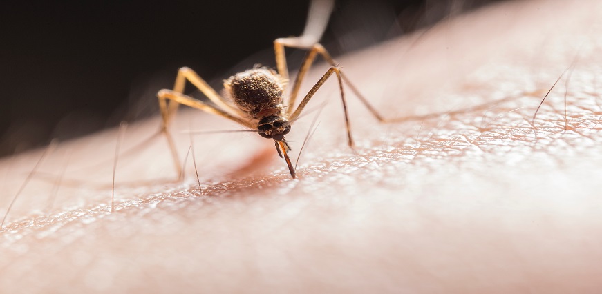 Dengue Se Bachne Ke Upay