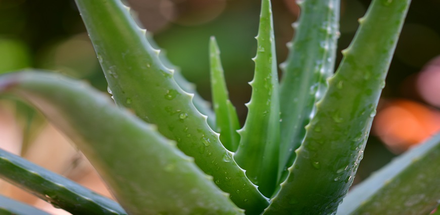 9 Benefits Of Using Aloe Vera For Skin Care & More