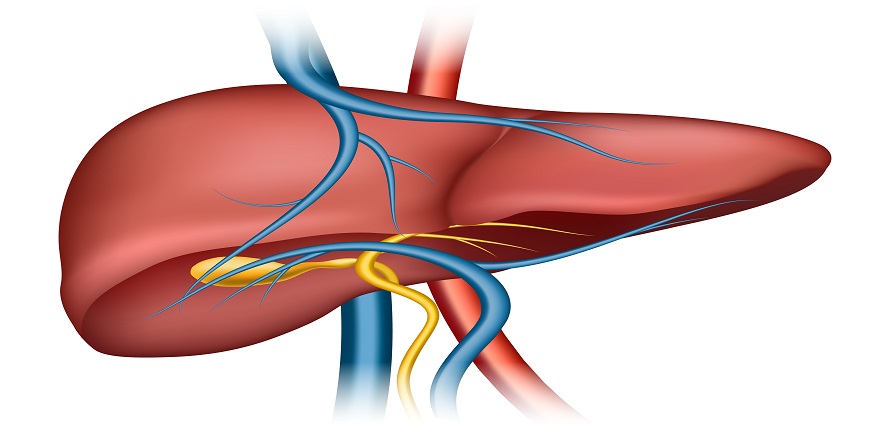 Liver Biopsy Procedure