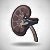 Kidney Pain Symptoms