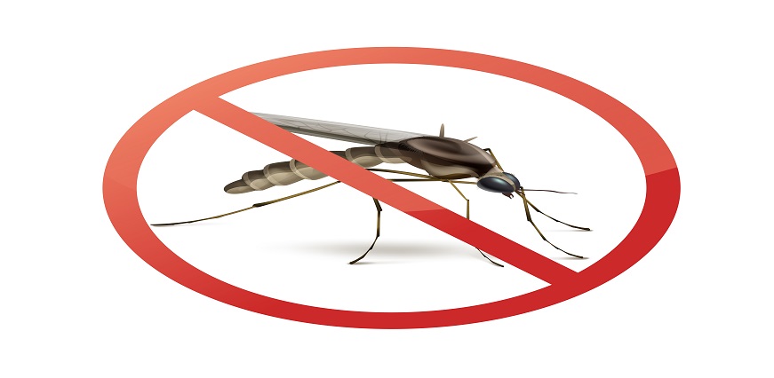 Mosquito-Borne Diseases: Types, Causes, Symptoms, and Prevention