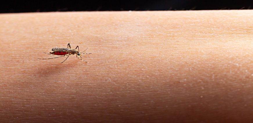 Malaria Home Remedies: Natural Ways to Prevent and Treat Malaria at Home