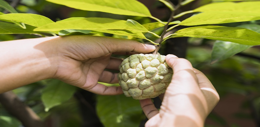 Sitafal (Custard Apple) Khane Ke Fayde: नुकसान, उपयोग और सही समय