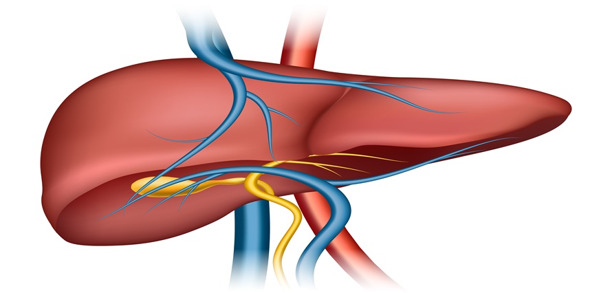 Fatty Liver Disease: Early Symptoms, Causes, and Prevention Tips