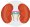 kidney