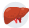 liver